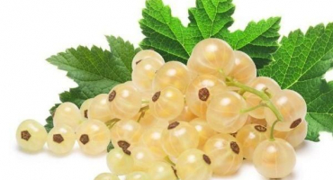 Top 9 receptů na kompot z bílého rybízu na zimu a jak správně vařit