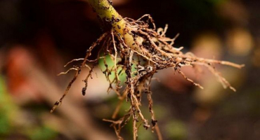 Top 9 stimulantů tvorby kořenů a jak si vyrobit analog doma