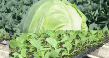 Nejlepší nejlepší odrůdy raného zelí s charakteristikami a popisy