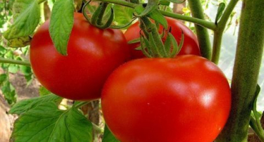 Nejlepší nejlepší odrůdy rajčat pro území krasnodar v otevřeném terénu