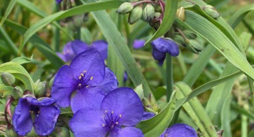 Tradescantia anderson - rysy pěstování