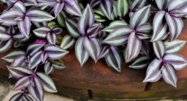 Tradescantia - hlavní znamení a pověry