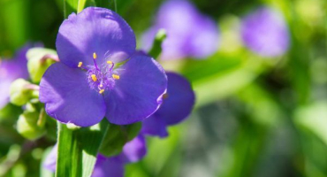 Garden tradescantia - venkovní pěstování