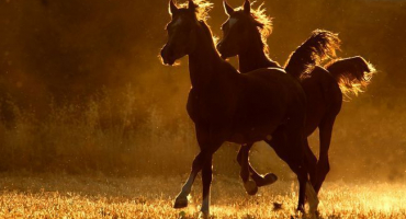 Požadavky na chov koní na soukromém dvoře