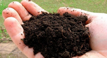 Požadavky na rašelinovou půdu pro sazenice a který z nich je lepší použít, zpracování