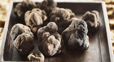 Lanýže v rusku: rostoucí nebo ne?