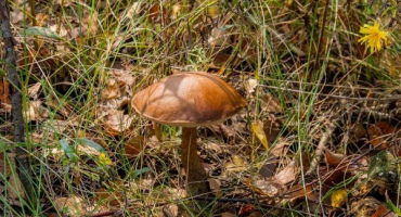 Trubkovité houby: oblíbené odrůdy