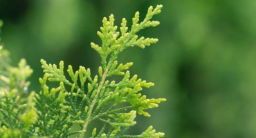 Thuja western holmstrup - odrůdové znaky