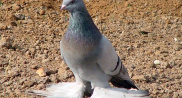 Turkmenské agarany: vlastnosti a obsah bojových holubů