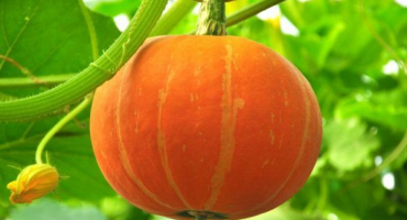 Odrůdy dýně úsměv