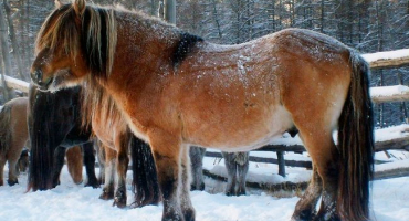 Porážka koní na soukromé farmě a masokombinátu