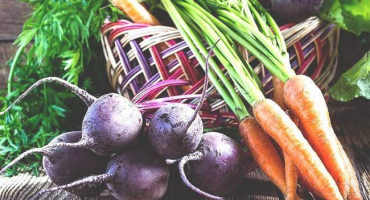 Sklizeň kořenů: kdy a jak