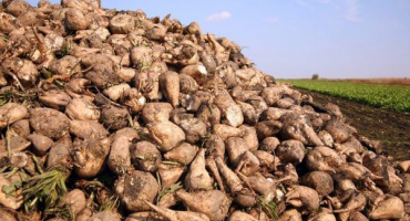 Sklizeň cukrové řepy v roce 2022