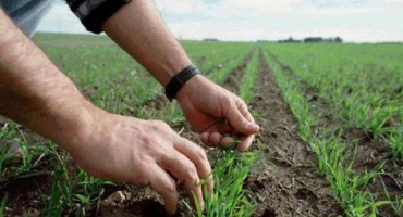 Hnojiva pro zkrmování ozimé pšenice na jaře a aplikační dávky na hektar