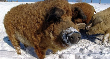 Péče a chov selat plemene brazier