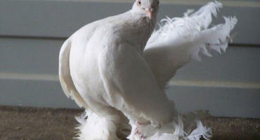 Péče, údržba a odrůdy holubů