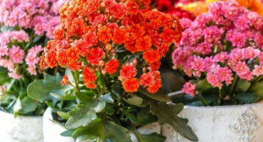 Péče o zakoupenou kalanchoe doma, aby kvetla