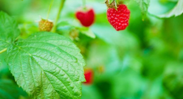 Oprava malinové péče - podzimní aktivity