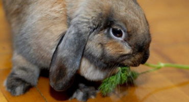 Kopr a petržel ve stravě králíků