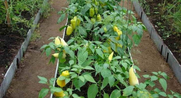 Sklizeň v chytrých záhonech