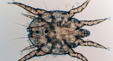 Ušní roztoči u zvířat