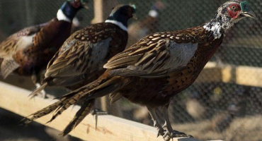 Podmínky a vlastnosti chovu bažantů