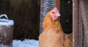 Zahřívání kurníku na zimu