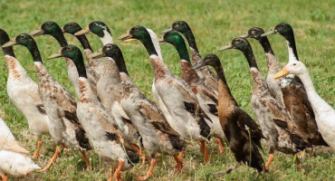 Kachní indický běžec: popis a hlavní charakteristiky