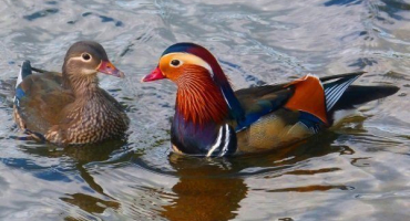 Kachna mandarínská: popis plemene, lokality a chovných rysů