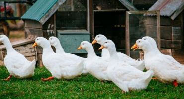 Brojlerové kachny: plemena a údržba