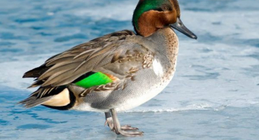 Kachny modrozelená píšťalka a kloktun