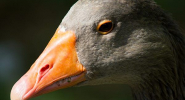 Kachny plemeno modré oblíbené