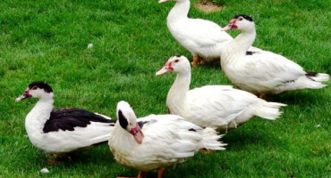 Mulard kachny: popis chovu a tipy chovu