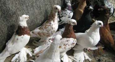 Uzbečtí holubi: jejich vlastnosti a typy