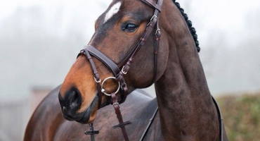 Uzda koně: struktura a odrůdy