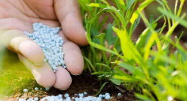 Zjistěte, co v rajčatech na zahradě chybí