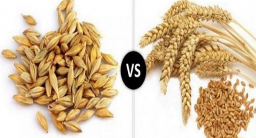 Jaké jsou rozdíly mezi ječmenem a pšenicí, která je zdravější a lepší na hubnutí