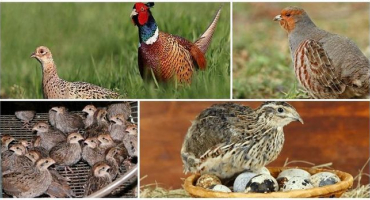 Jaký je rozdíl mezi koroptví a křepelkou, vlastnosti ptáků a co je lepší