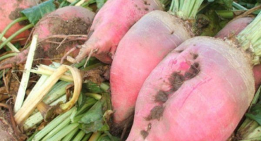 Jaký je rozdíl mezi cukrovou řepou a řepou krmnou?