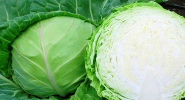 Jaké jsou vlastnosti červnové odrůdy zelí?