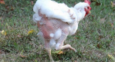 V jakých obdobích a proč kuřata línají?