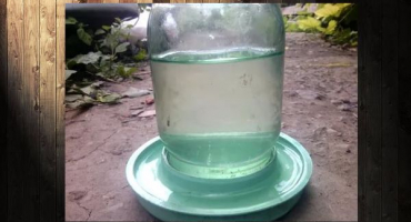 Variace napáječek pro husy, pravidla pro výběr a péči