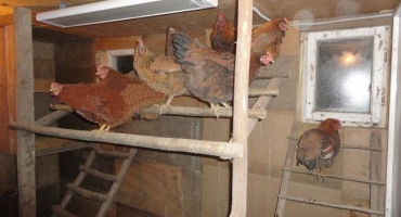 Možnosti vytápění kurníku v zimě infračervenými lampami