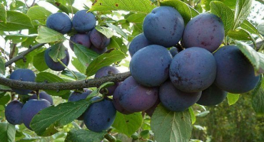 Maďarská - oblíbená švestka tuzemských zahrádkářů