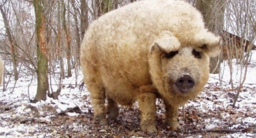 Maďarská mangalica: vlastnosti a rysy chovu prasat