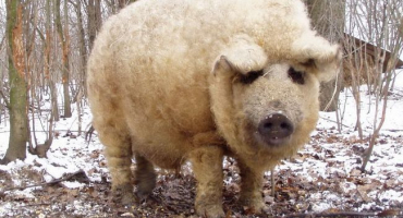 Maďarská mangalica