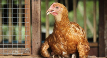 Větrání v kurníku