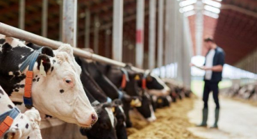 Hmotnost krav v různém věku