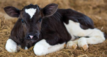 Hmotnost telat podle měsíce