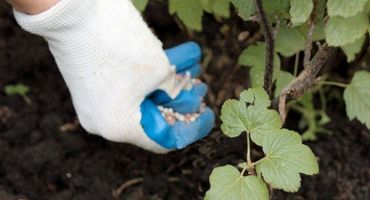 Jarní krmení rybízu: užitečná doporučení